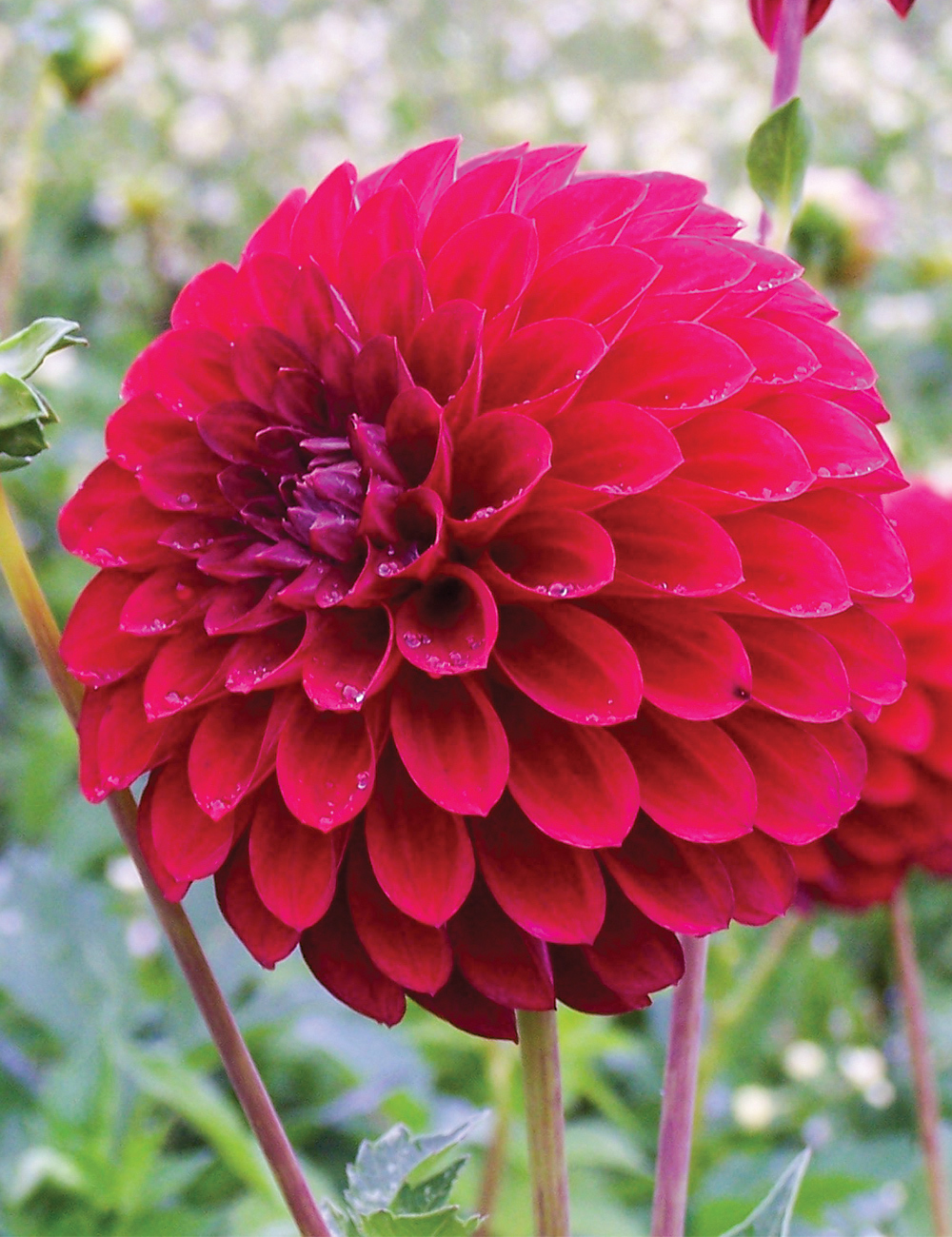 Dahlia Red Alert