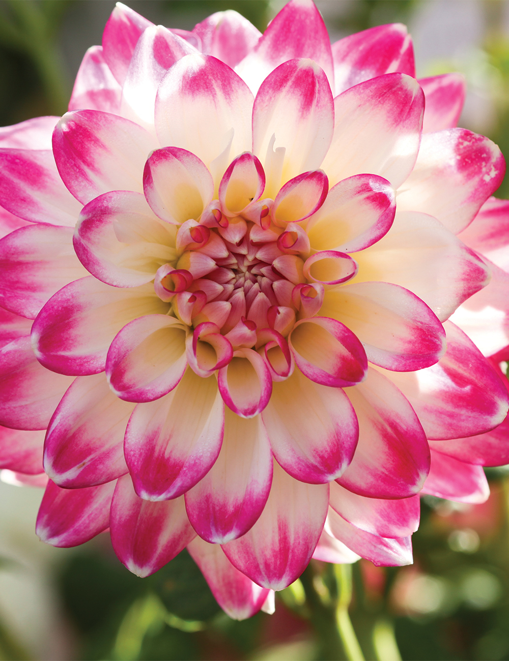 Dahlia 'Sweet Heart'