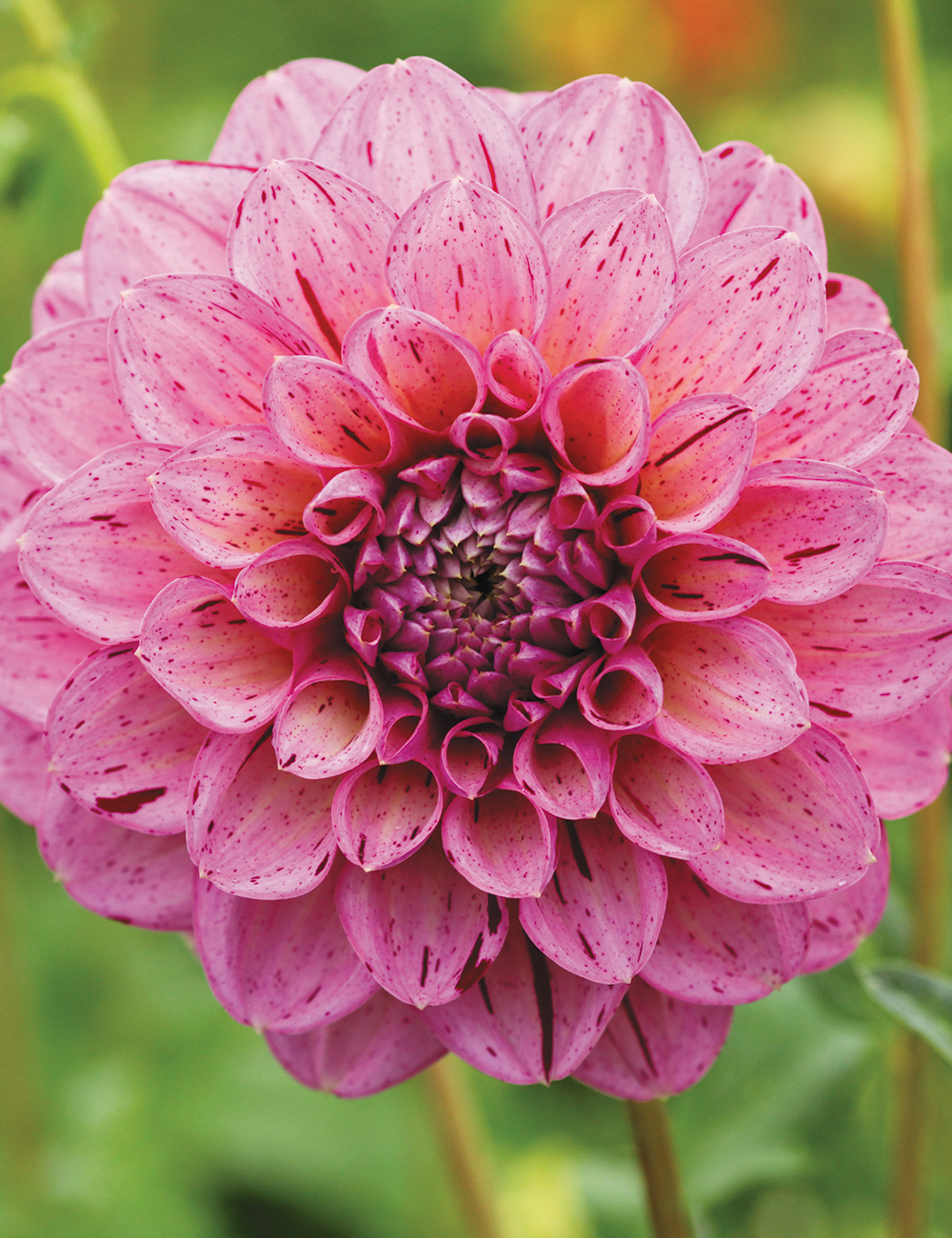 Dahlia 'Sultan'