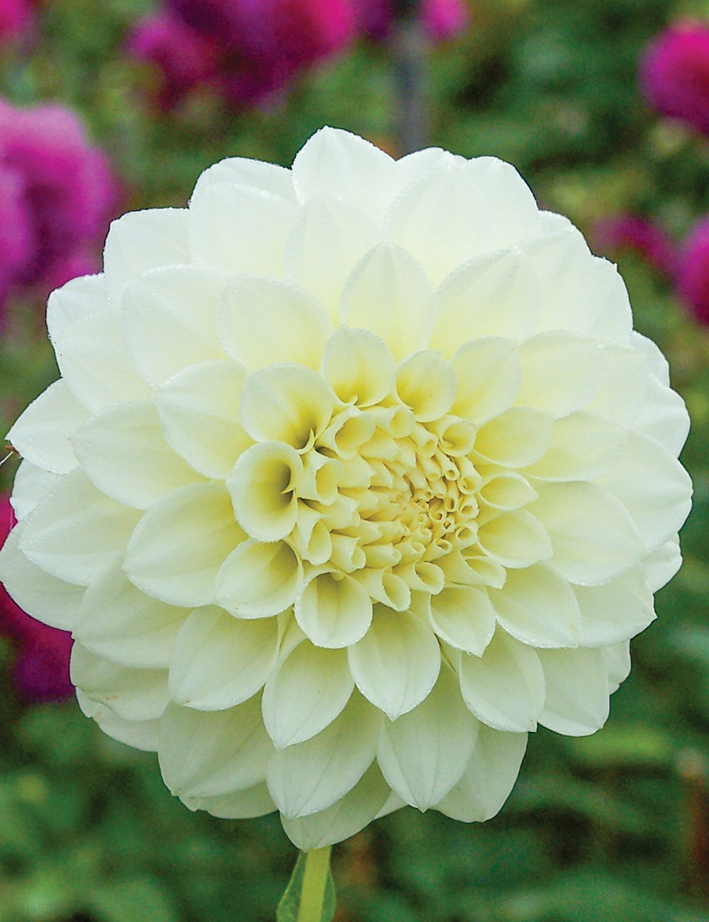 Dahlia Snowy