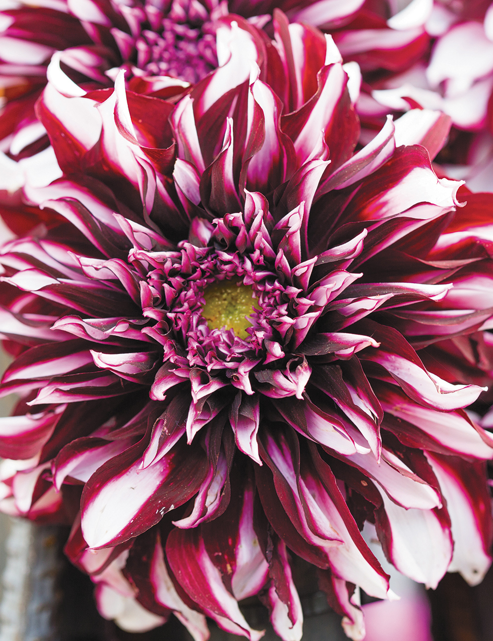 Dahlia 'Tartan'