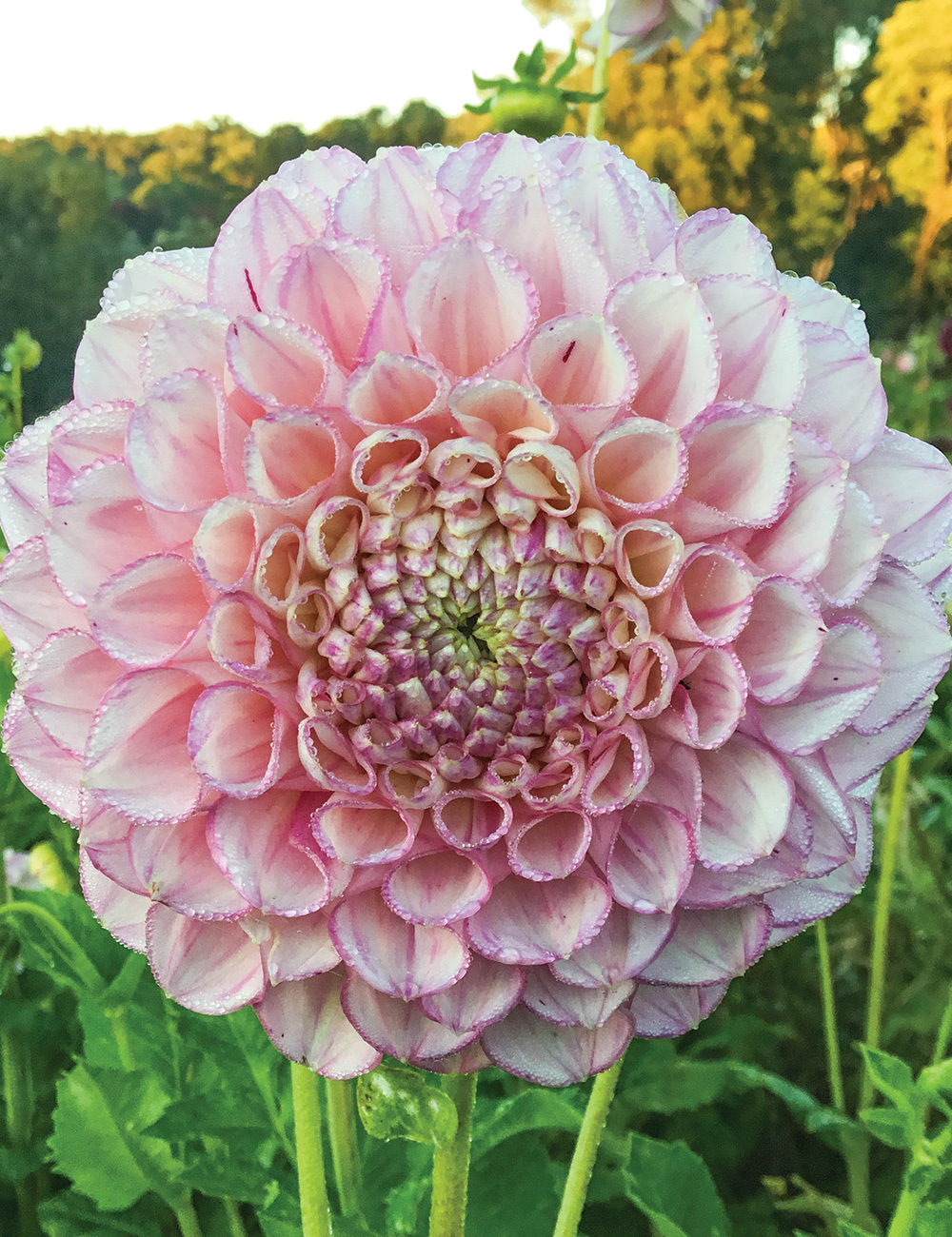 Dahlia 'Vintage Wine'