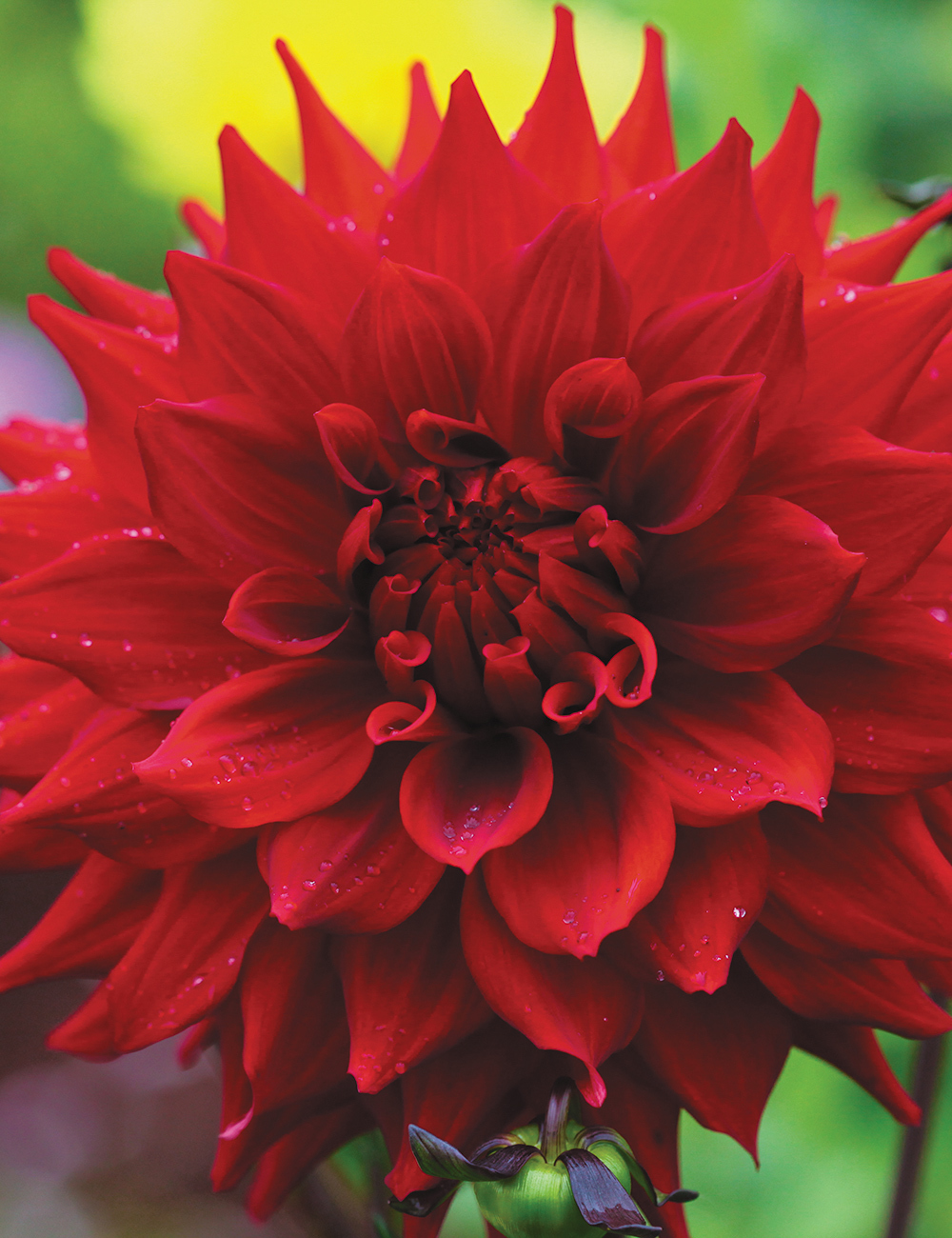 Dahlia 'Black Wonder'