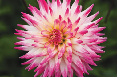 Cacti Dahlias Cha Cha