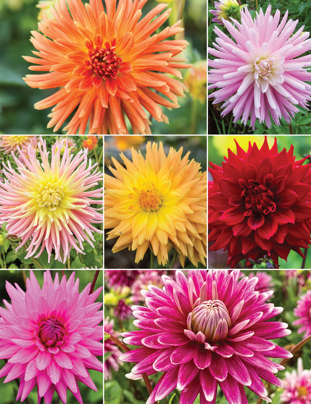 Cacti Dahlias (reduced) Collection