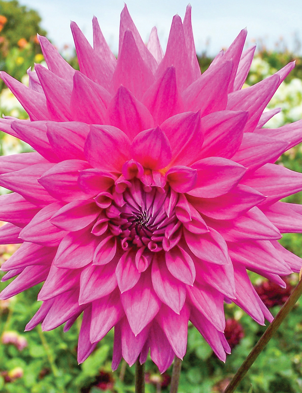 Dahlia 'Hedgehog'