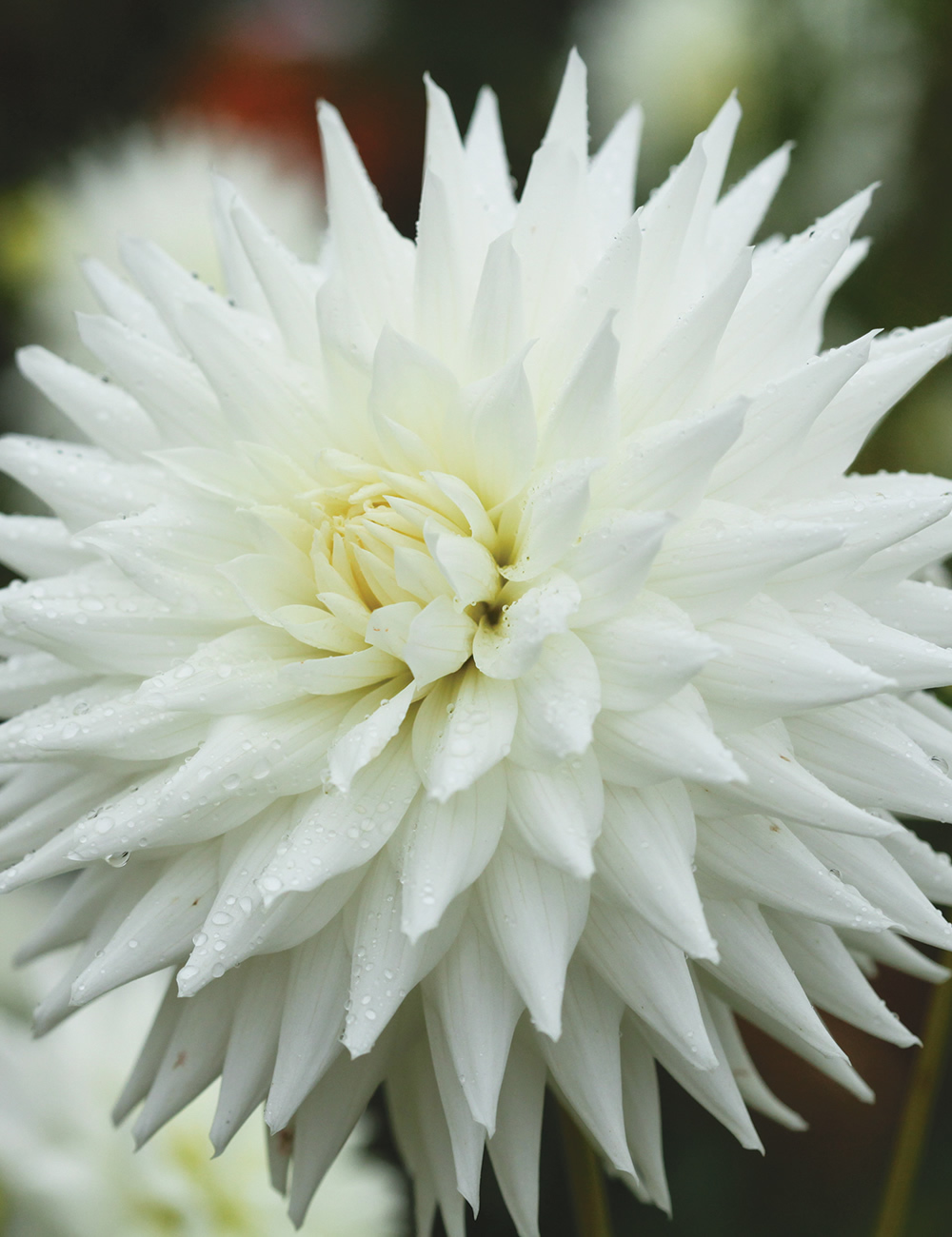 Dahlia Kenora Challenger