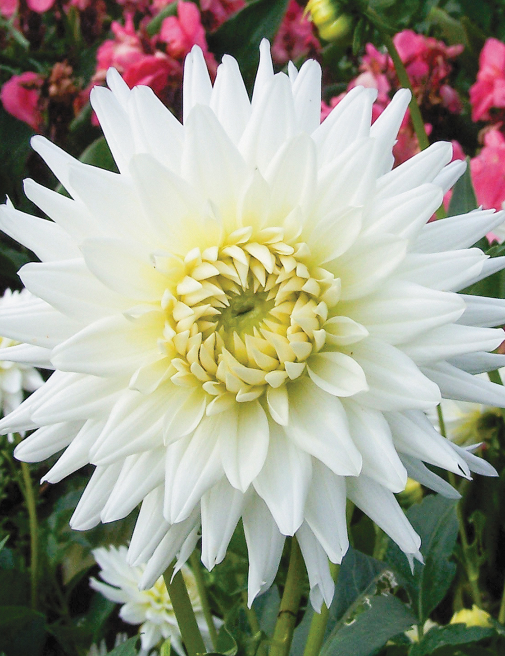 Dahlia 'My Love'