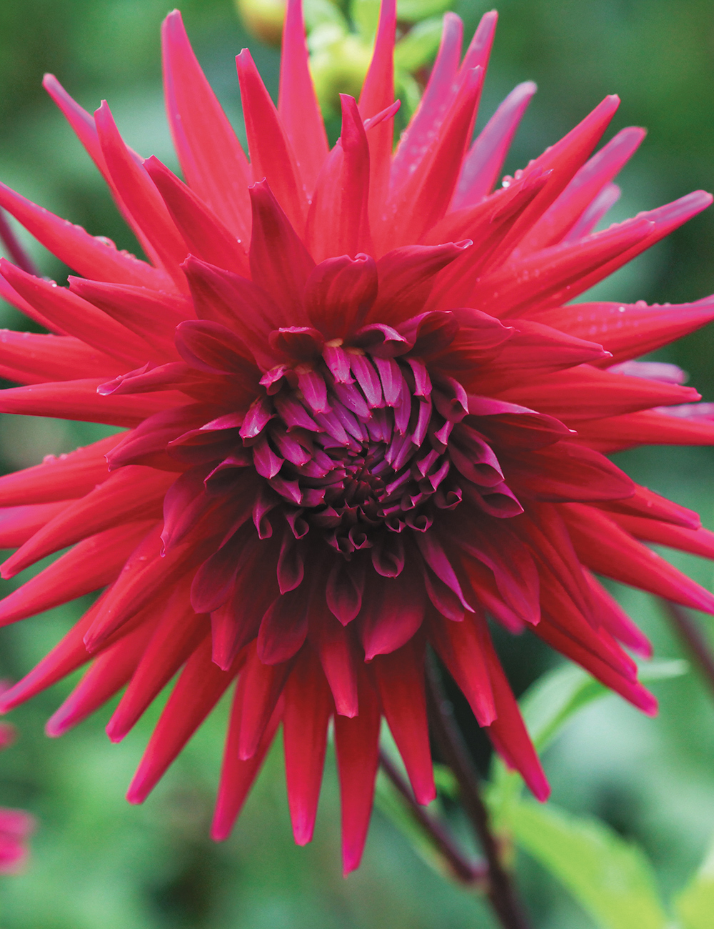 Dahlia 'Mrs Rees'