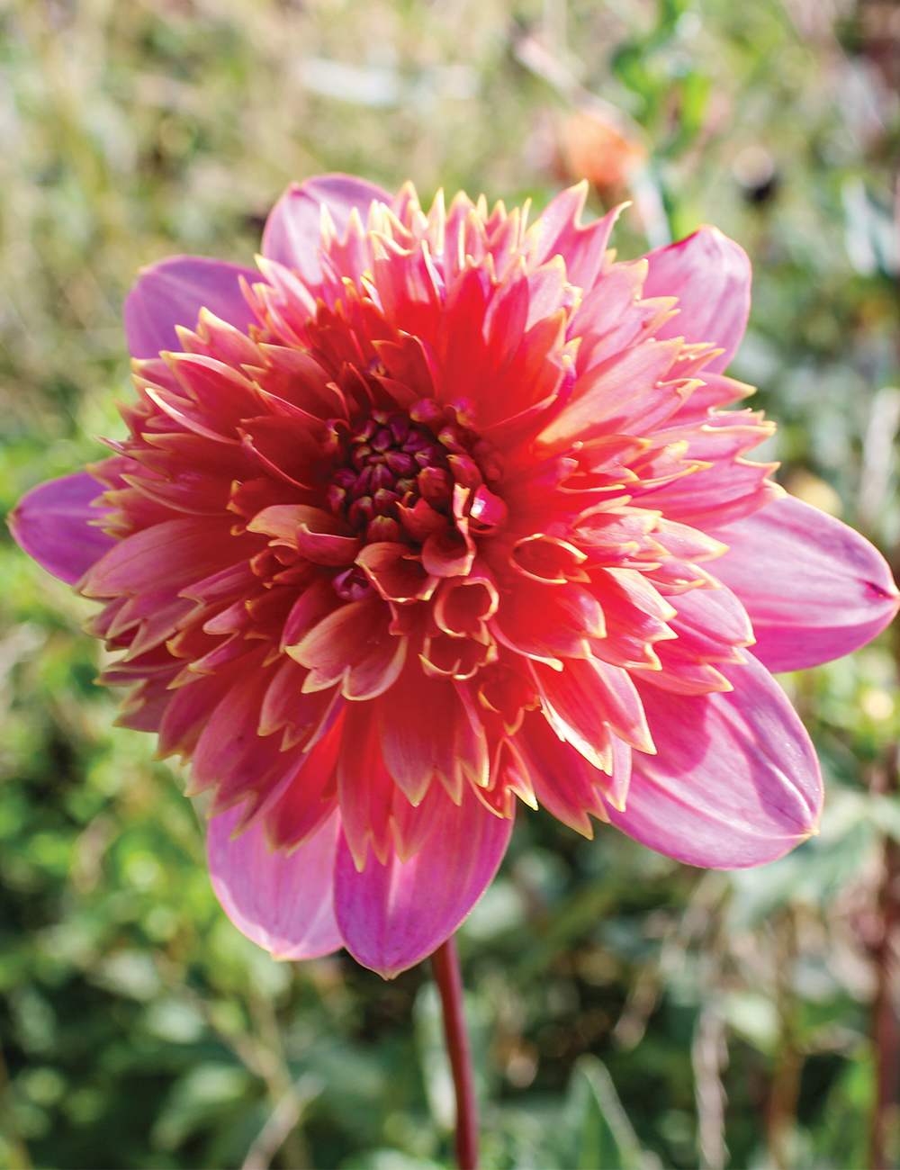 Dahlia 'Ron's Beauty'