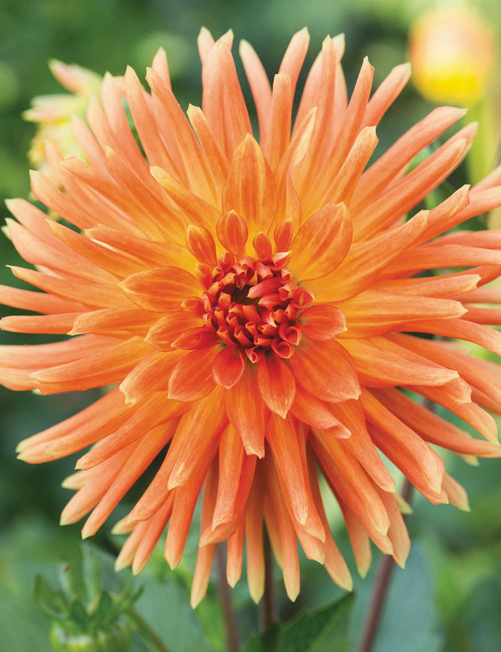 Dahlia 'Tuscany'