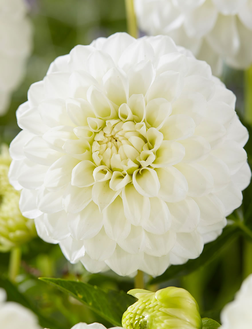 Dahlia Little Angel