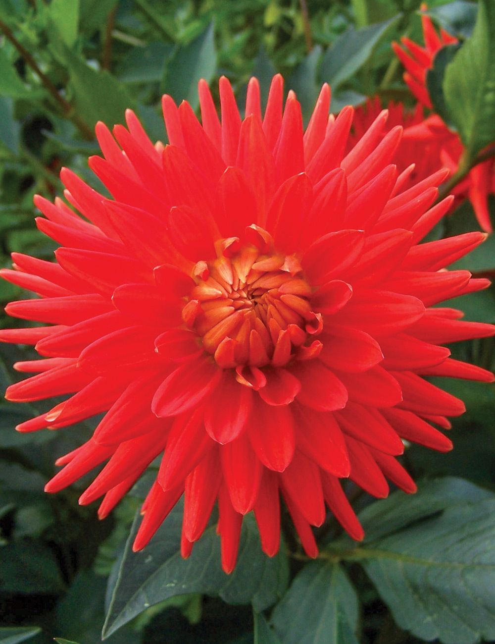 Dahlia 'Melissa'