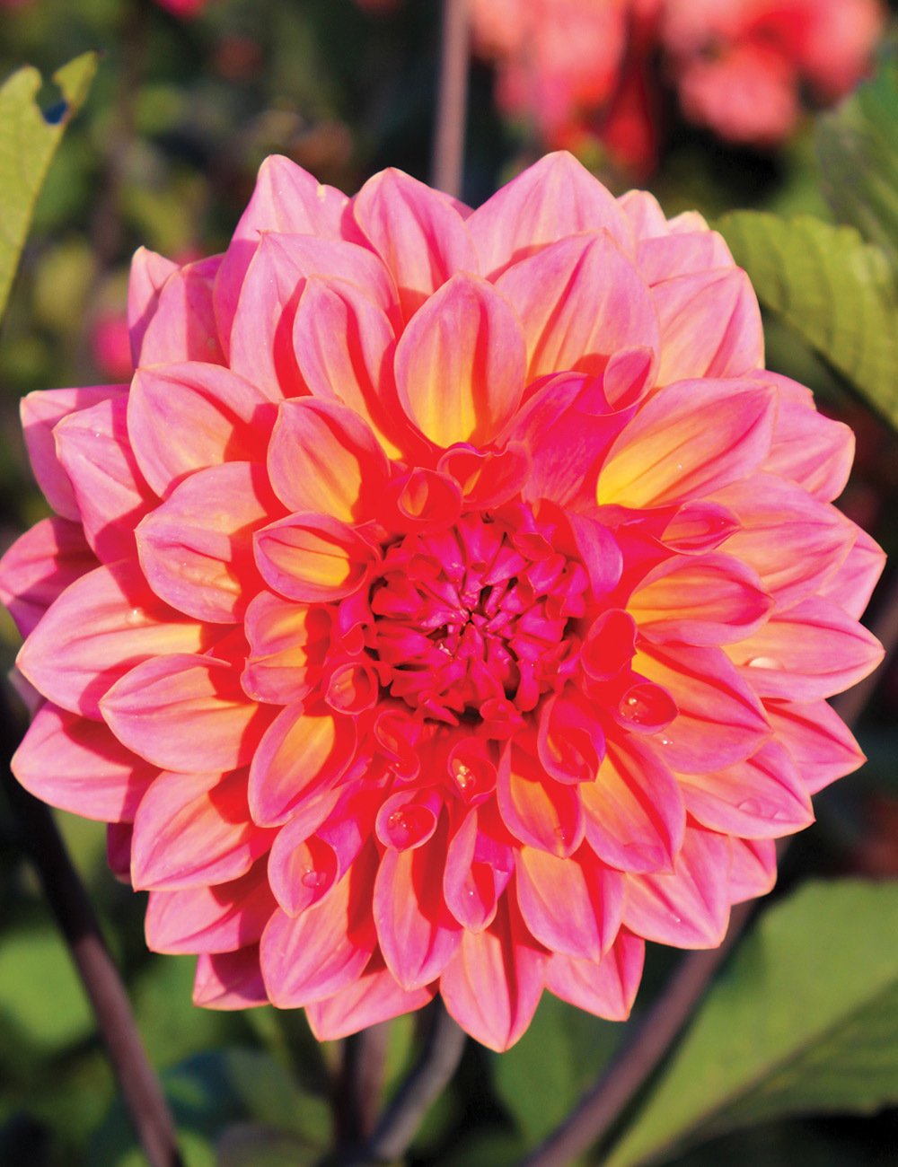 Dahlia 'African Sunset'