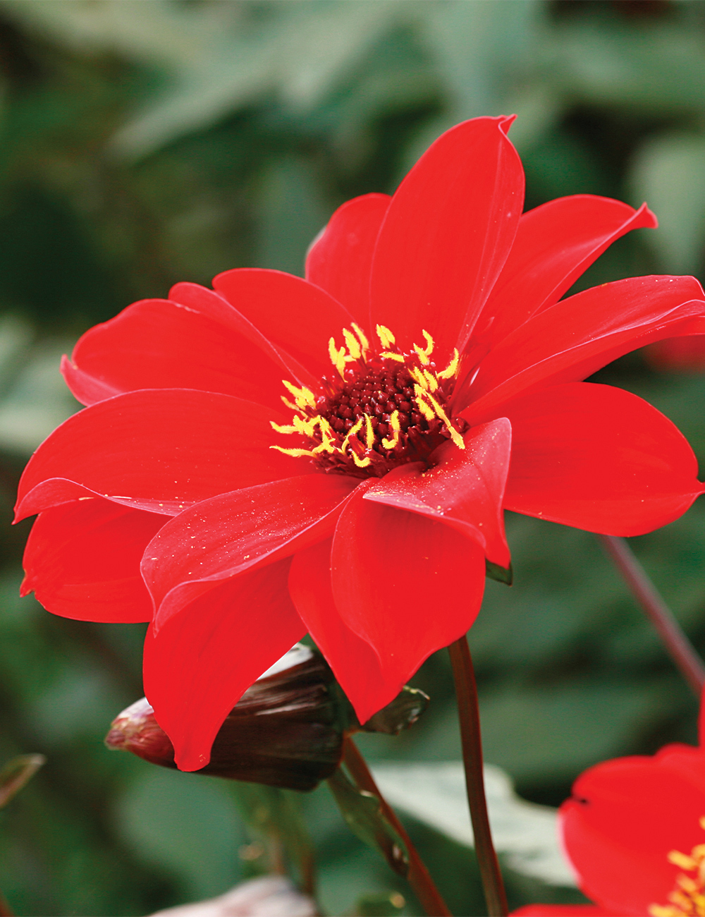 Foliage Dahlia 'Bishop of Llandaff'