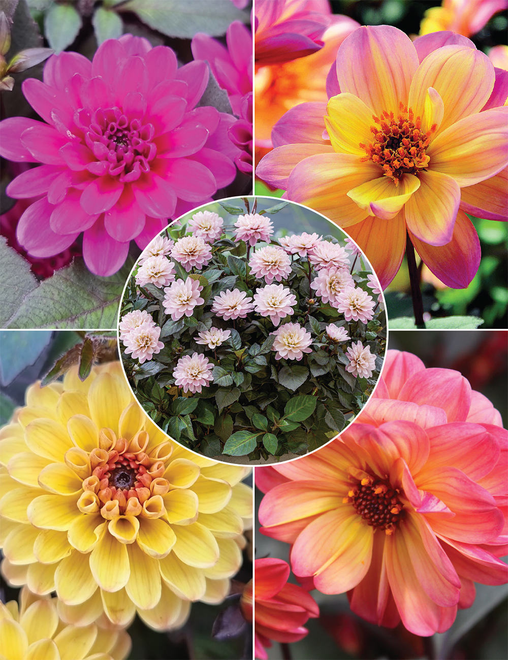 Double Dreamy Foliage Dahlias (reduced) Collection