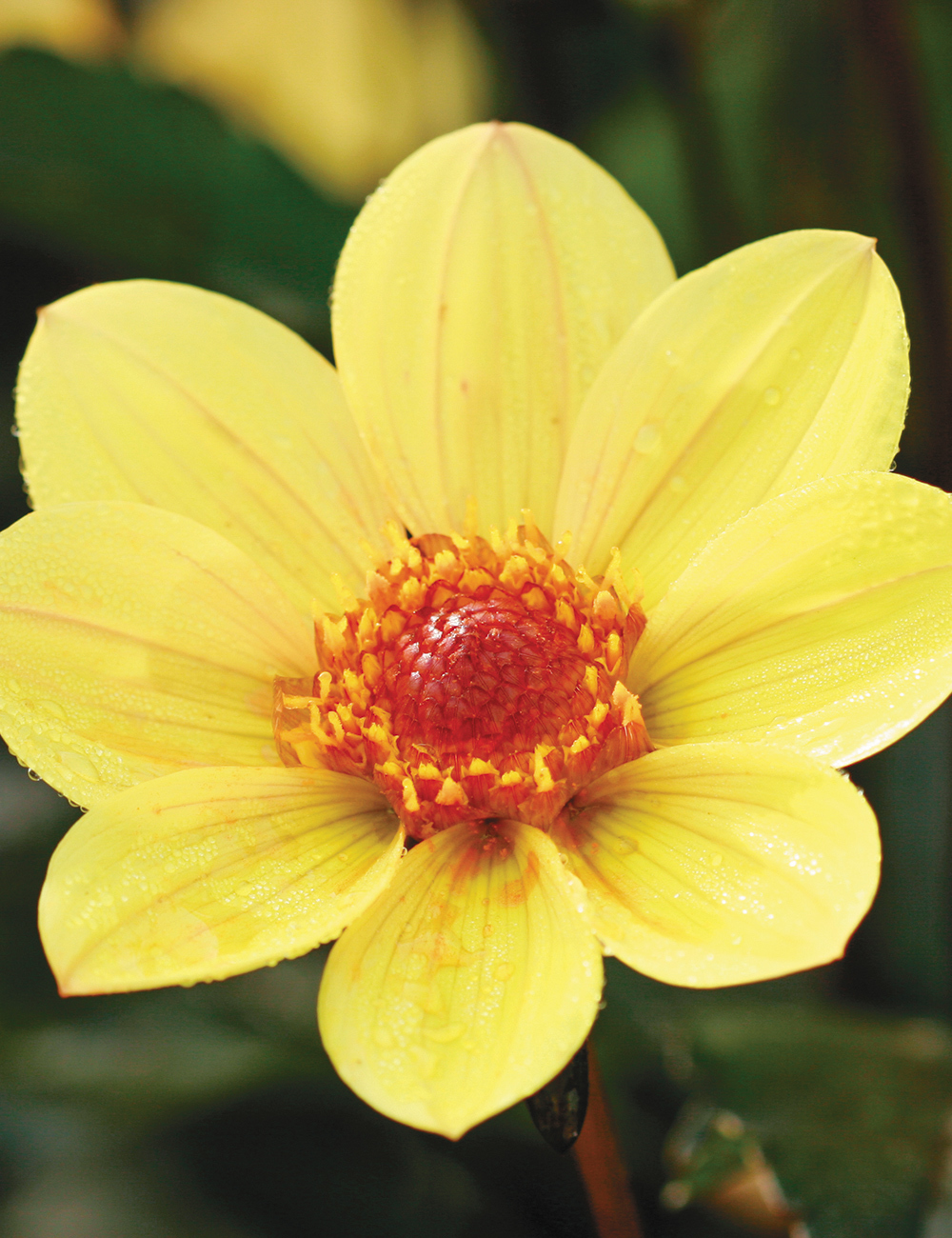 Foliage Dahlia Clarion