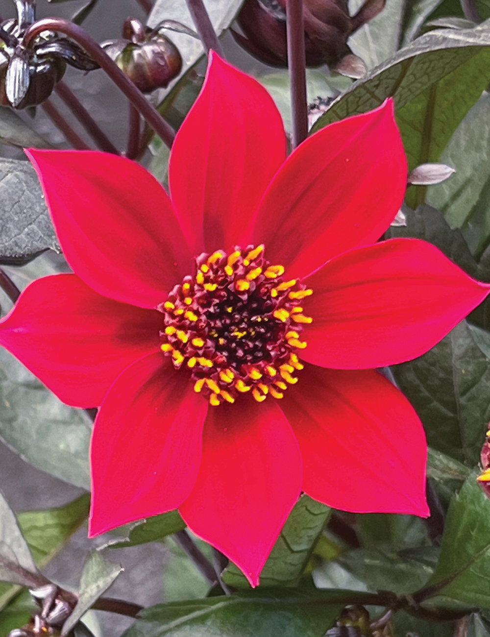 Dahlia Happy Days 'Cherry Red'