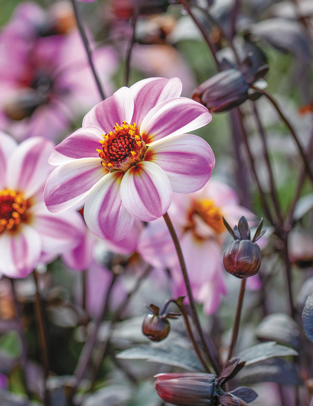 Dahlia Mystic 'Dreamer'