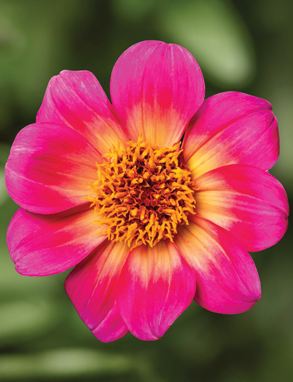 Dwarf Dahlia Happy Days 'Halo'