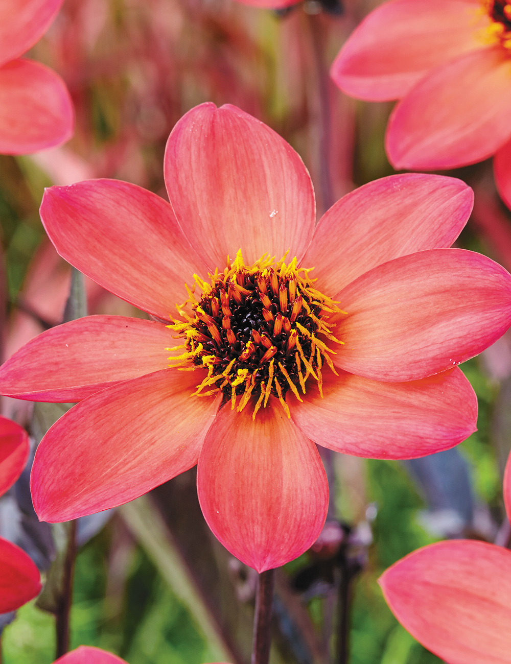 Dahlia Happy Days 'Neon'