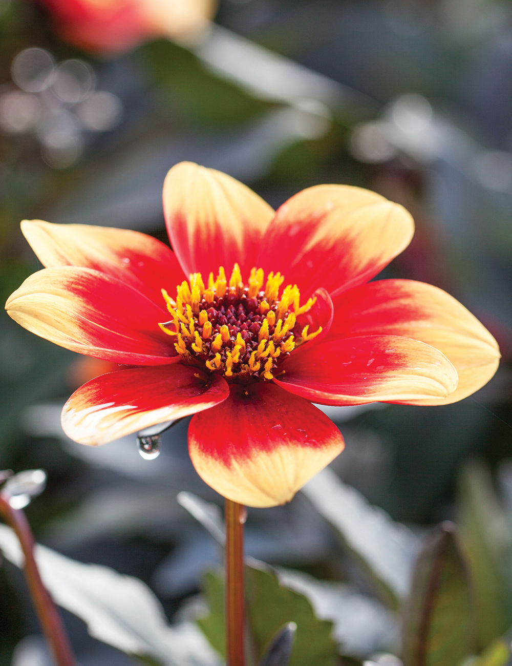 Dahlia Happy Days 'Orange Red Bicolour'