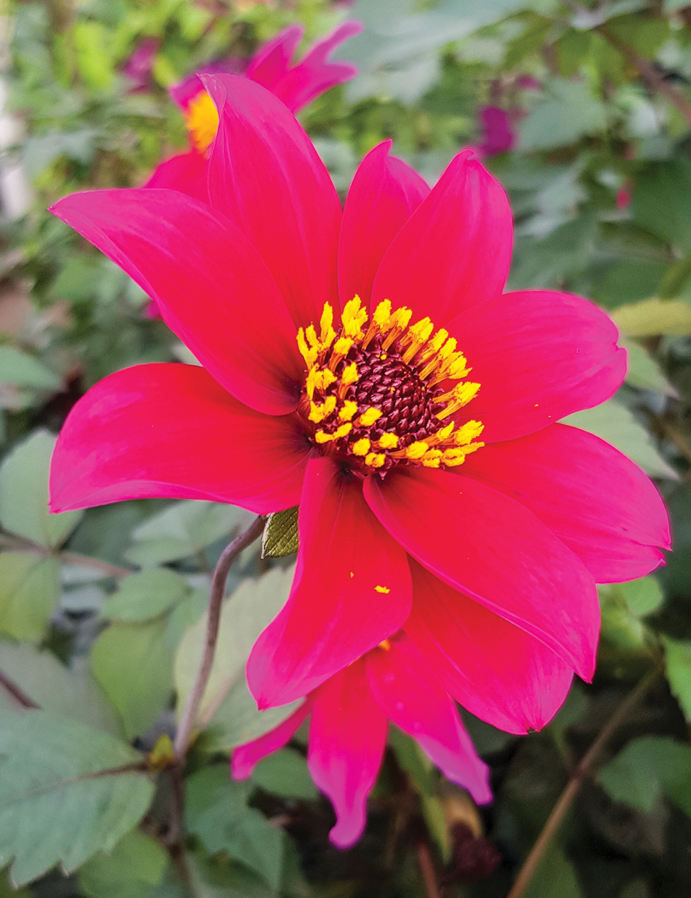 Foliage Dahlia 'Pink Bishop'