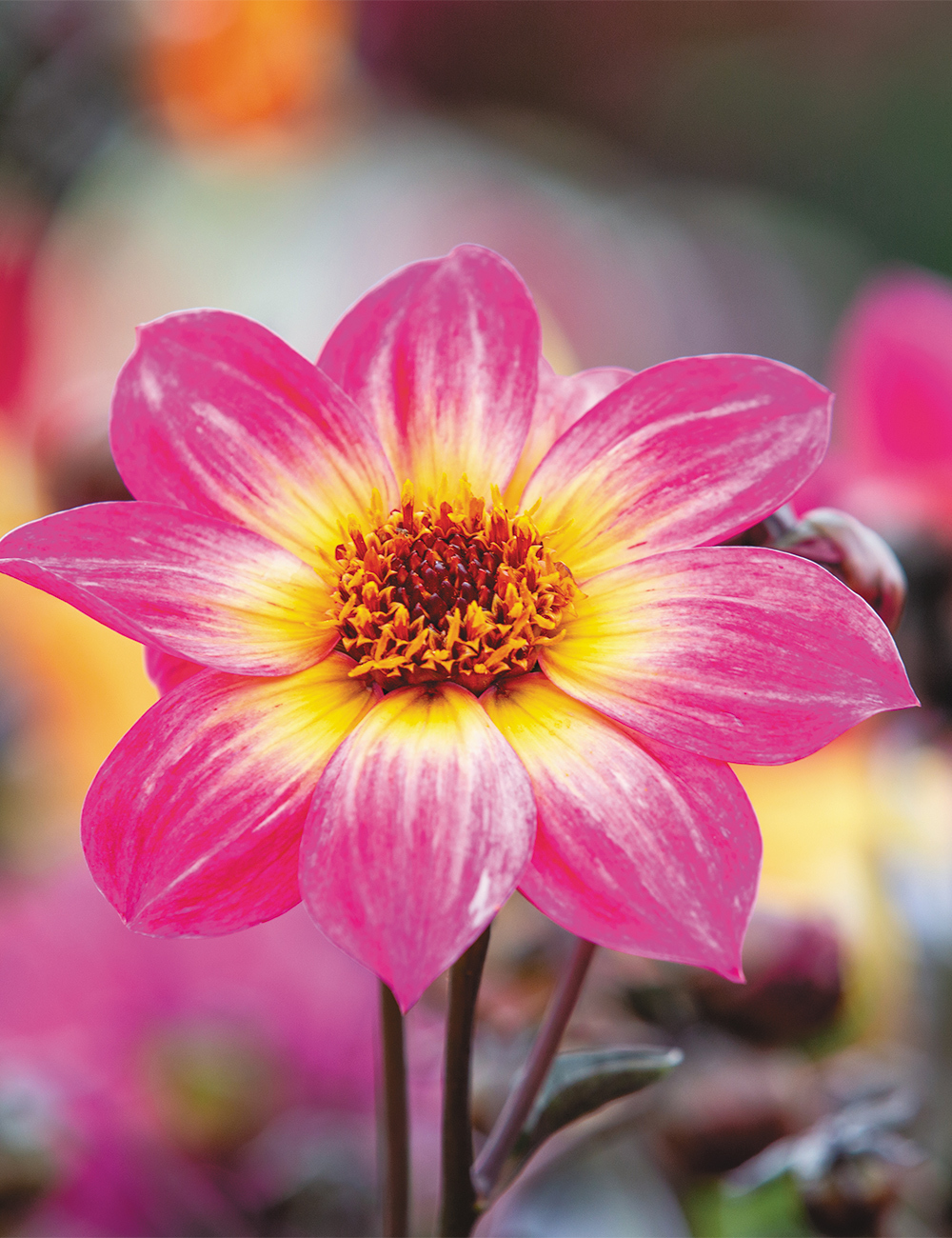 Dahlia Mystic 'Sparkler'