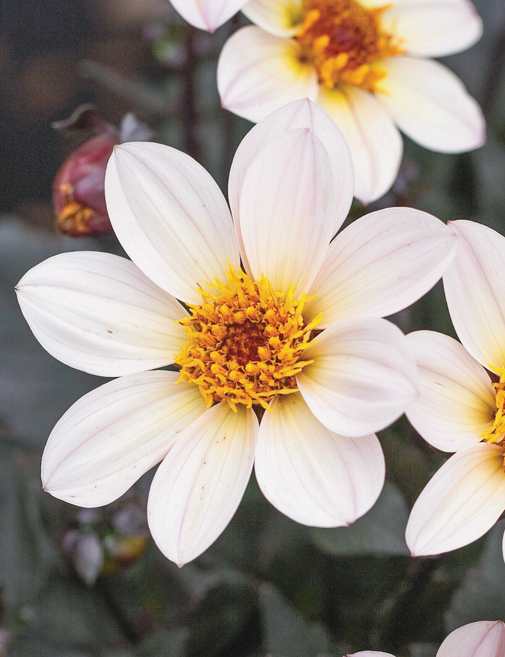 Dahlia 'Happy Days' White