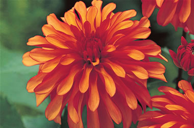 Gallery Dahlias Art Deco