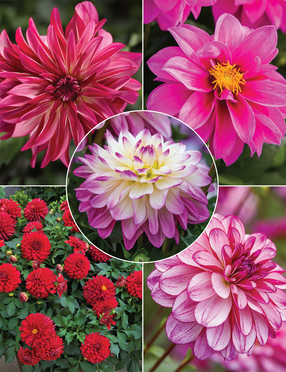 Dwarf Dahlias (reduced) Collection