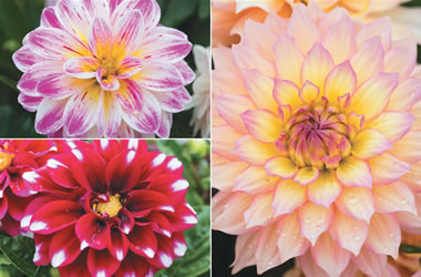 Dwarf Dahlias Collection