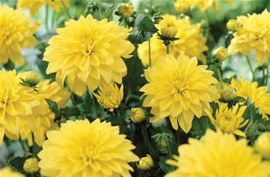 Gallery Dahlias Cezanne