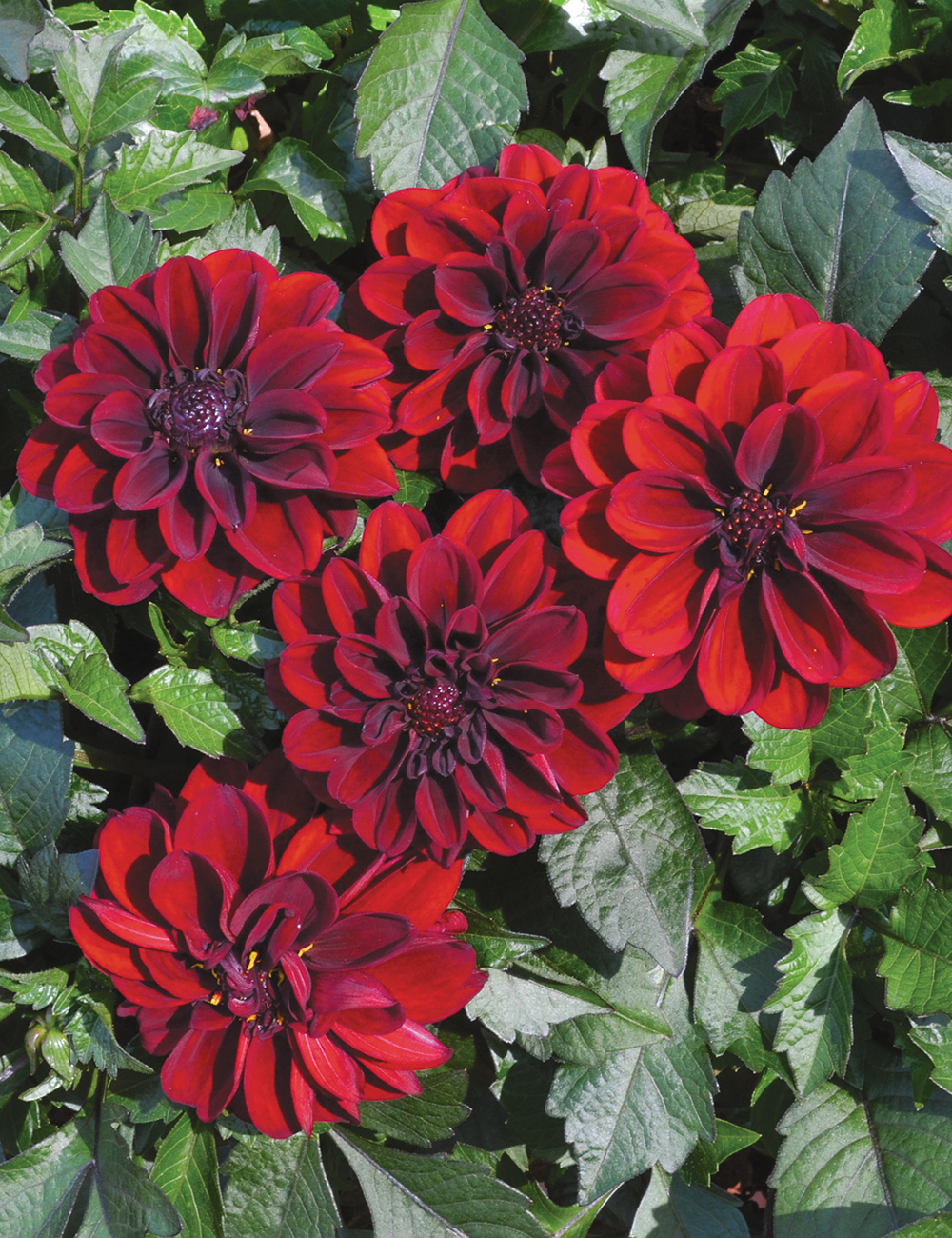 Dalaya Dahlias Devi