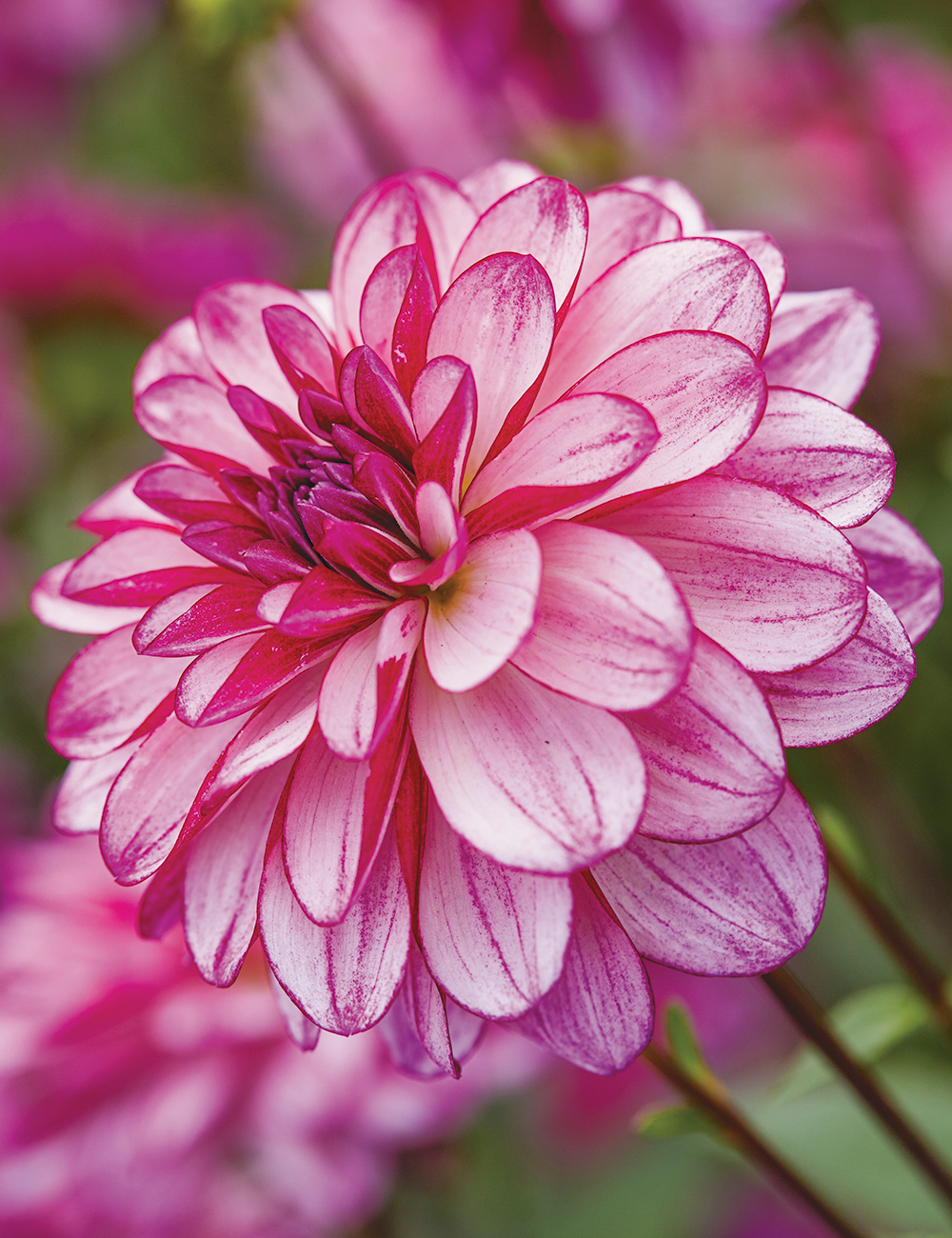 Dwarf Dahlia Grandalia 'Pink Bicolour'