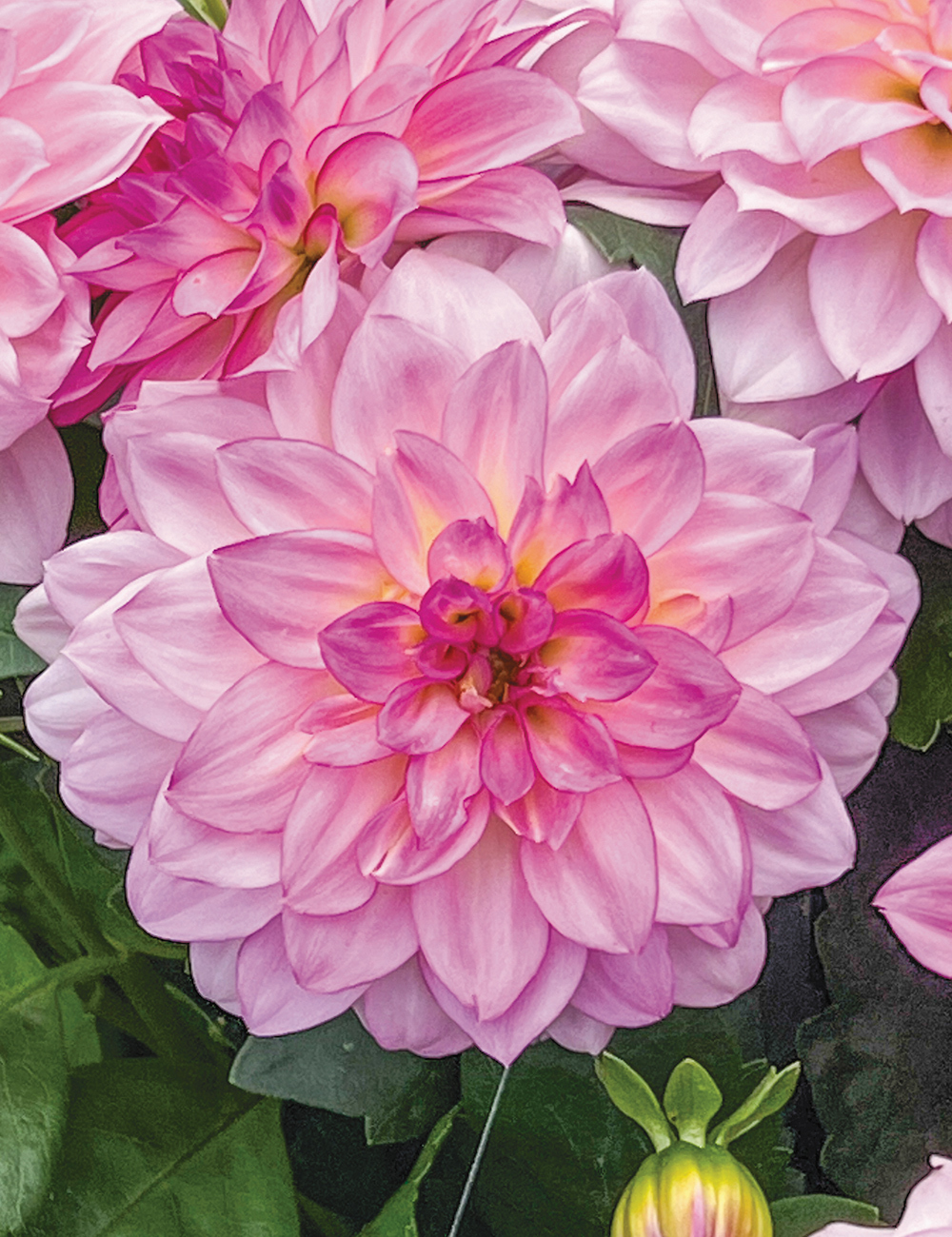 Dwarf Dahlia Grandalia 'Pink'