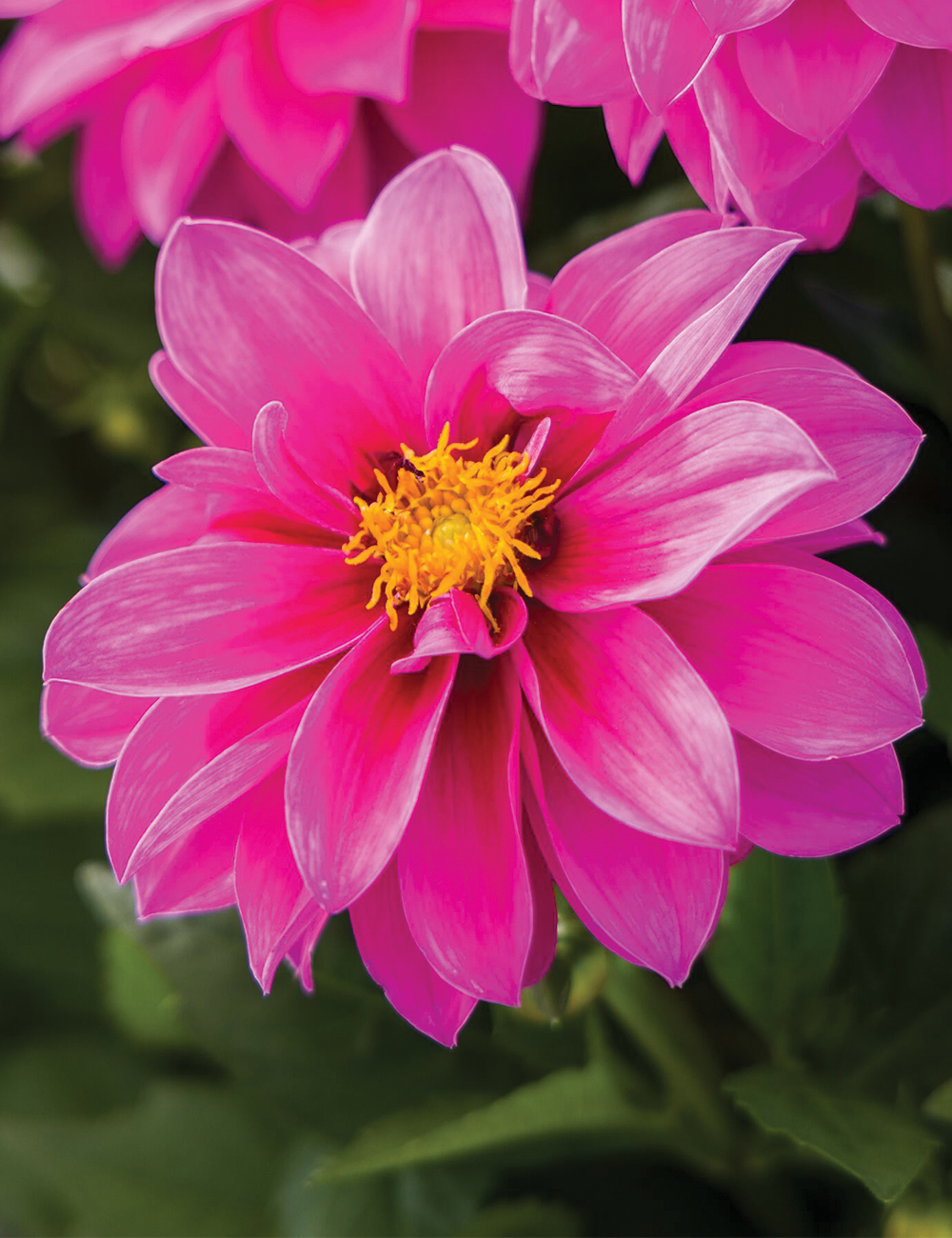 Dwarf Dahlia Grandalia 'Dark Rose'