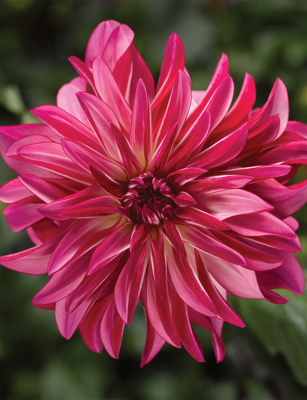 Dwarf Dahlia Grandalia 'Rose Swirl'