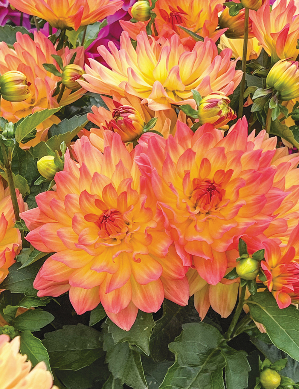 Dwarf Dahlia Grandalia 'Pink Yellow'