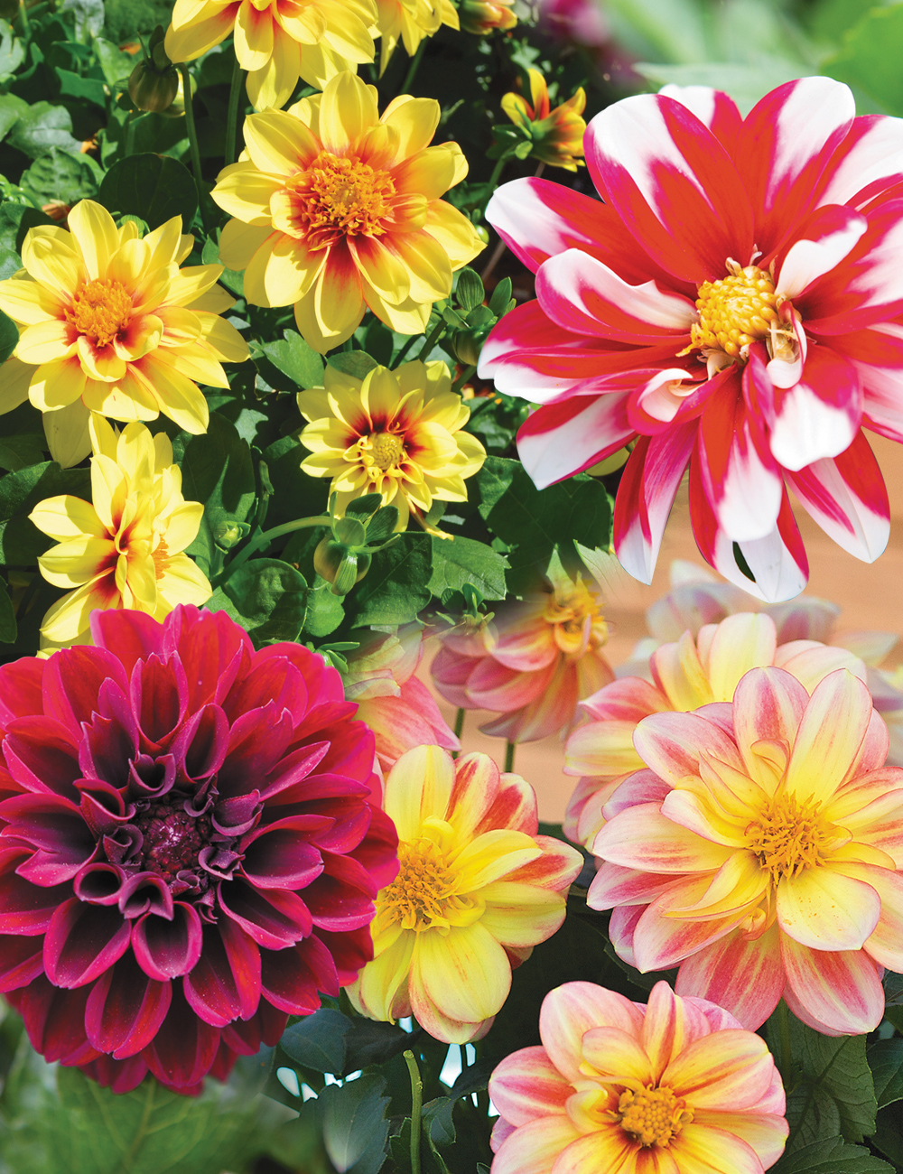 Dalaya Dahlias Mixed