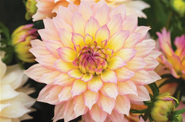 Dwarf Dahlias Pablo