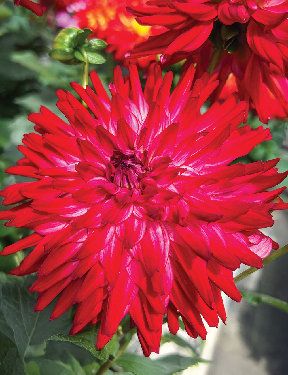 Dahlia 'XXL Raspberry Ice'