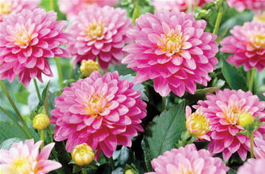 Gallery Dahlias Rembrandt