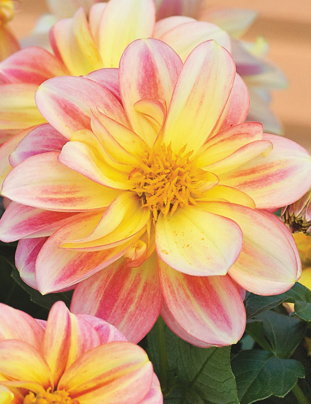 Dalaya Dahlias Shari