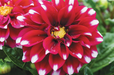 Dwarf Dahlias Starsister Crimson