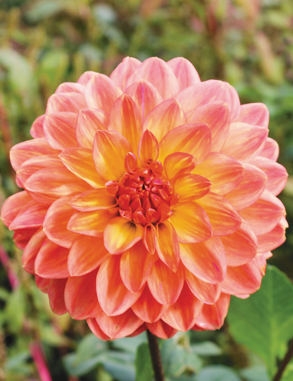 Dahlia 'April Glory'