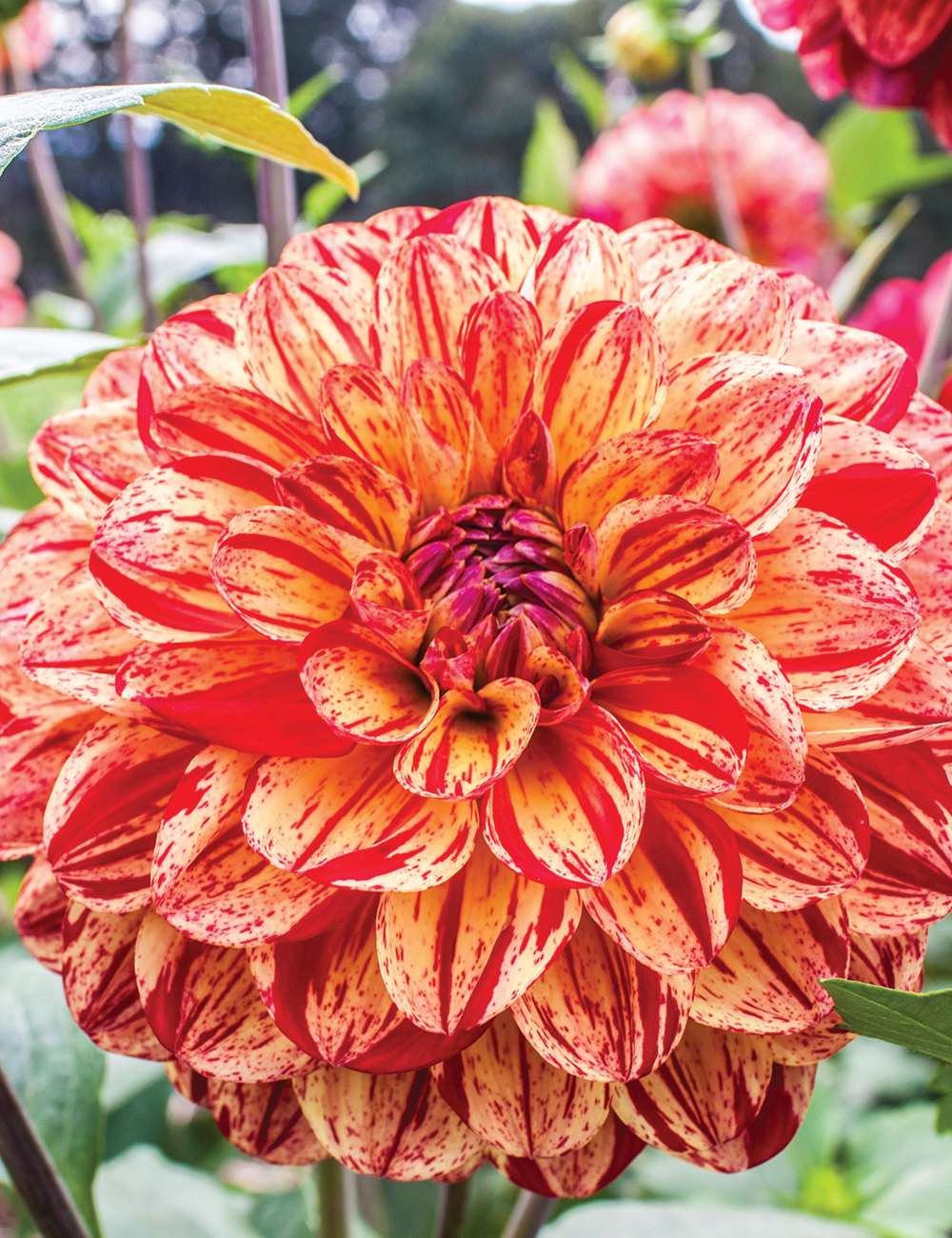 Dahlia Bushfire