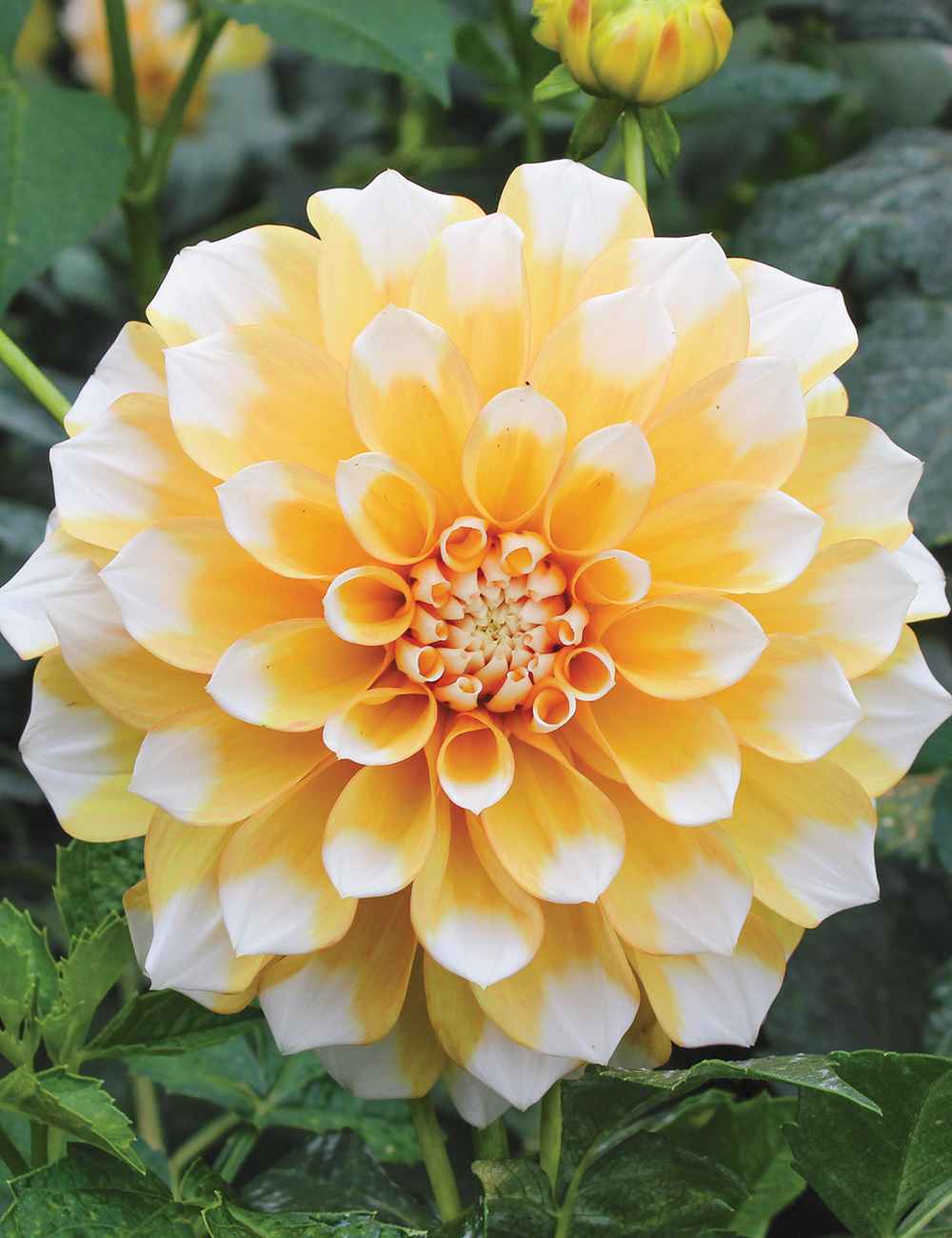 Dahlia 'Cornflake'