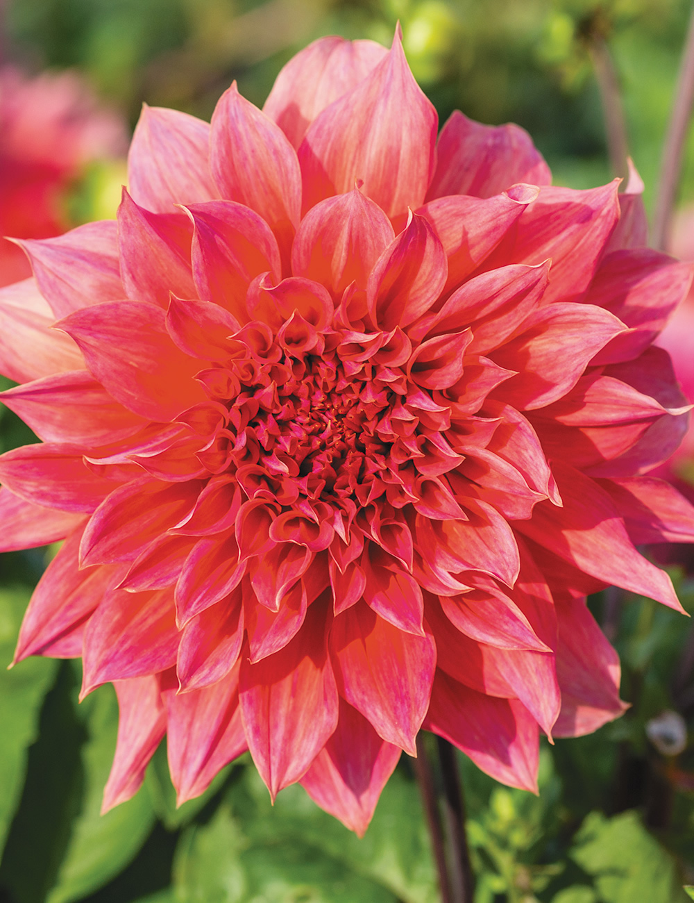 Delbard Dahlia Chandernagor