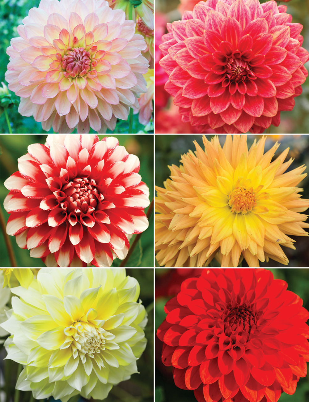 Warm Tone Dahlias Collection